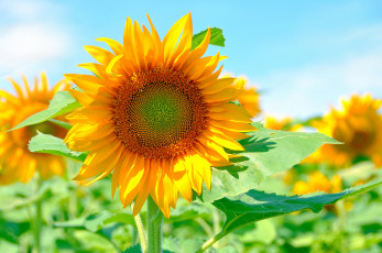 Картинка цветы подсолнухи яркий лепестки солнце подсолнух желтый