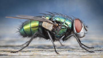 Картинка животные насекомые макросъемка муха
