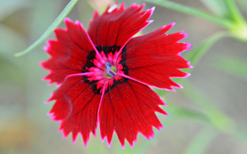 Картинка цветы гвоздики природа лепестки цветок китайская гвоздика