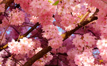 Картинка цветы сакура +вишня вишня лепестки небо цветение весна дерево