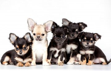 Картинка животные собаки милые щенки чихуахуа квинтет