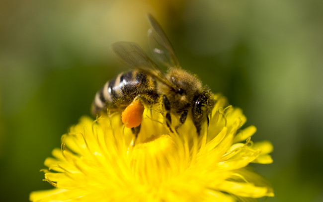 Обои картинки фото животные, пчелы,  осы,  шмели, пыдьца, пчела, цветок
