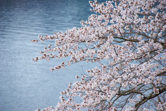 Обои картинки фото цветы, цветущие деревья ,  кустарники, макро, ветки, весна, озеро