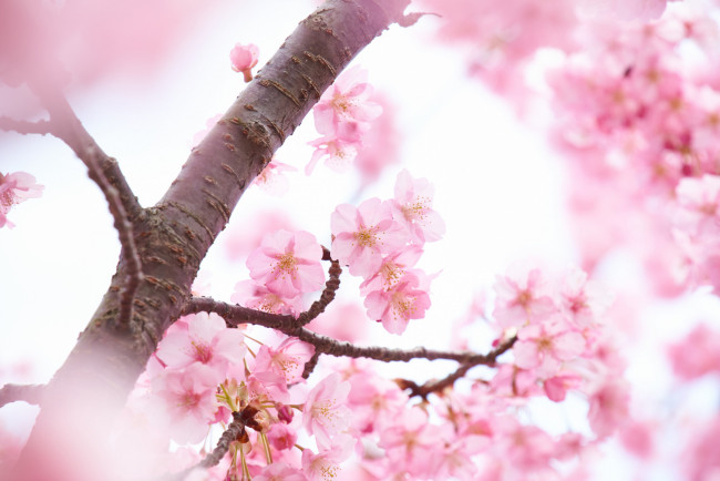 Обои картинки фото цветы, сакура,  вишня, небо, ветки, весна, макро