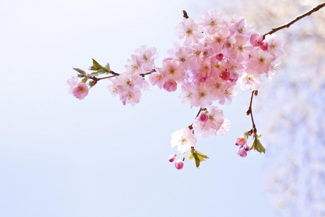 Обои картинки фото цветы, сакура,  вишня, розовые, весна, макро, соцветие, ветка