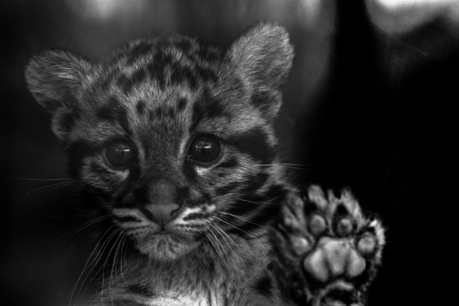 Обои картинки фото животные, дымчатые леопарды, дымчатый, леопард, котенок, взгляд, окрас, дикая, кошка