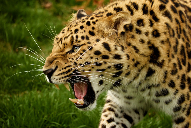 Обои картинки фото животные, леопарды, клыки, морда, дикая, кошка, амурский, леопард, хищник