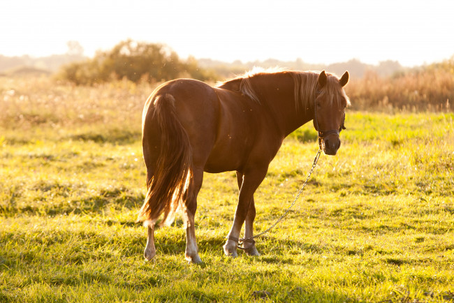 Обои картинки фото животные, лошади, лошадь, hourse, волосы, закат, солнце, лето, конь, желтый, мхи, красиво, настроение, мило, зеленый