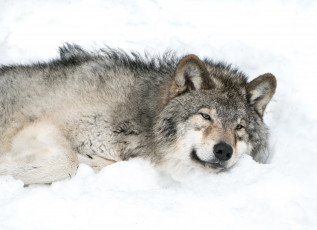 Картинка животные волки +койоты +шакалы снег серый волк