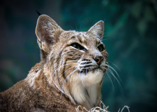 Картинка животные рыси рысь портрет морда дикая кошка