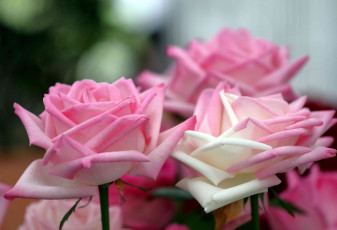 Картинка цветы розы лепестки нежность