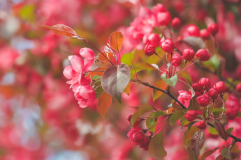 Картинка цветы цветущие+деревья+ +кустарники ветка бутончики цветки макро цветение яблоня