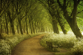 Картинка природа дороги лето фотограф лес лавка дорожка lars van de goor тропинка амстердам весна свет деревья