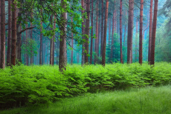 Картинка природа лес весна папоротник дымка