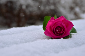 Картинка цветы розы роза на снегу снег макро