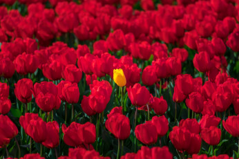 Картинка цветы тюльпаны жёлтый тюльпан красные много
