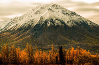 Картинка природа горы лес деревья гора аляска осень