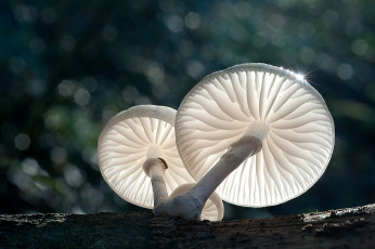 Картинка природа грибы макро боке свет
