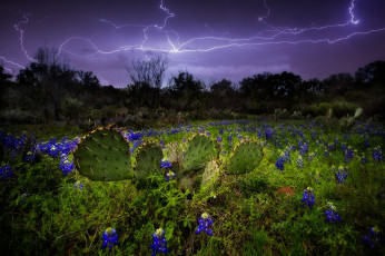 Картинка природа молния +гроза молнии небо кактусы люпины