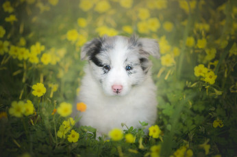 Картинка животные собаки боке бордер-колли щенок собака взгляд цветы