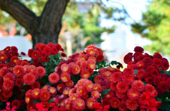 Картинка цветы хризантемы природа красные