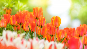 Картинка цветы тюльпаны бутоны боке