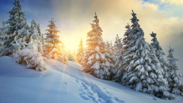 Картинка природа зима пейзаж солнце снег холод облака сугробы ёлки следы мороз склон сказка небо лес лучи вид тропа ели волшебно ёлочки
