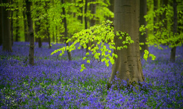 Картинка природа лес колокольчики цветы бельгия весна деревья колокольчик редколесье