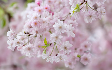 Картинка цветы сакура +вишня весна вишня боке цветки цветение ветки