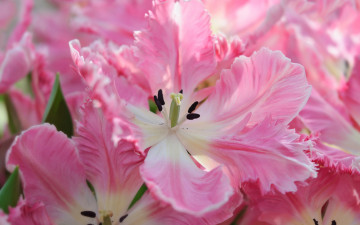 Картинка цветы тюльпаны лепестки макро