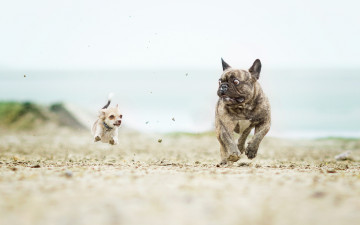Картинка ужас+в+глазах животные собаки чихуахуа догонялки французский бульдог