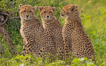 Картинка животные гепарды гепард троица дикая кошка трио