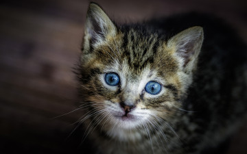 Картинка животные коты голубые глаза котёнок мордочка малыш взгляд