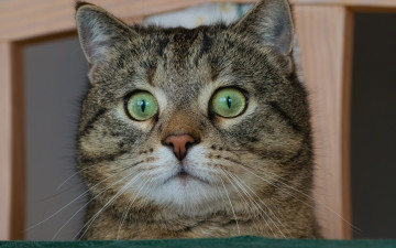 Картинка животные коты кошка кот взгляд глазища мордочка