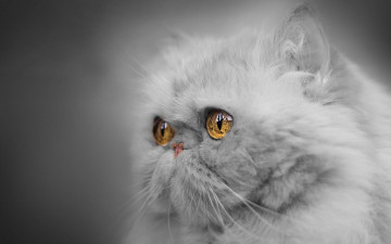 Картинка животные коты портрет взгляд глаза монохром персидская кошка мордочка