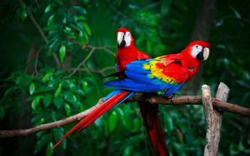 Картинка животные попугаи пара птицы