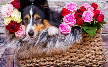 Картинка животные собаки шелти розы корзина взгляд морда цветы шетландская овчарка собака
