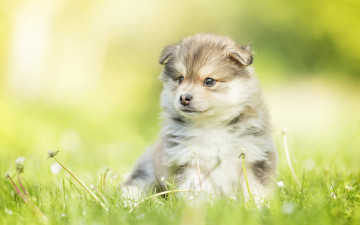 Картинка животные собаки собака малыш боке щенок трава
