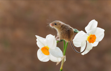 Картинка животные крысы +мыши harvest mouse мышь-малютка грызун цветок фон мышка нарцисс