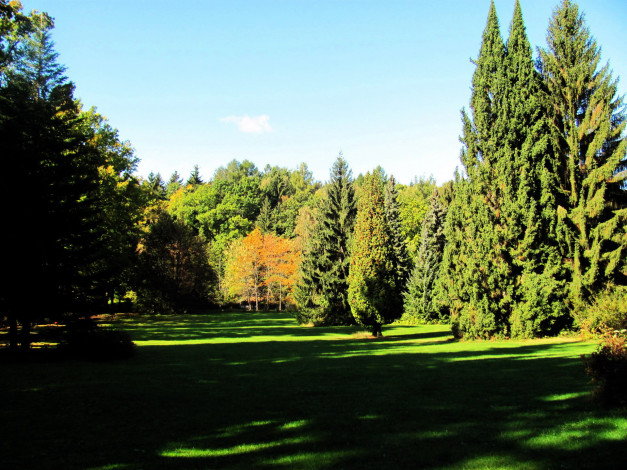 Обои картинки фото природа, парк, осень, деревья, лужайка