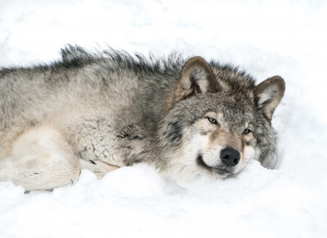Обои картинки фото животные, волки,  койоты,  шакалы, снег, серый, волк