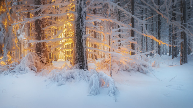 Обои картинки фото природа, зима, лес, деревья, снег, свет
