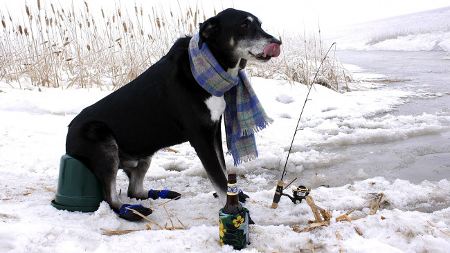 Обои картинки фото юмор и приколы, бутылка, шарф, удочка, собака, рыбалка, зимняя
