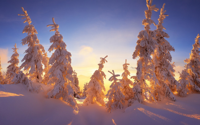 Обои картинки фото природа, зима, семейка, сказка, красота, ёлки, голубое, верхушки, ветки, снег, свет, сугробы, мороз, ели, небо, сказочно, ёлочки, тени, солнечно, лучи