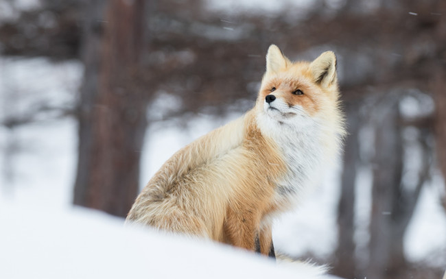 Обои картинки фото животные, лисы, ветер, снег, зима, боке, лиса, рыжая