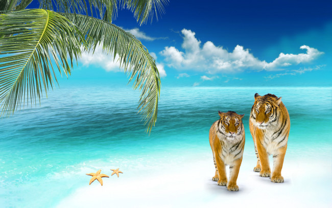 Обои картинки фото животные, тигры, пальма, тигр, звезда, море