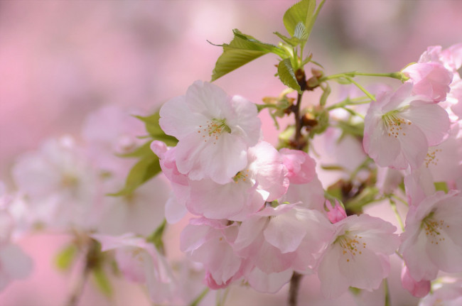 Обои картинки фото цветы, сакура,  вишня, цветение, ветка, макро, вишня, цветки