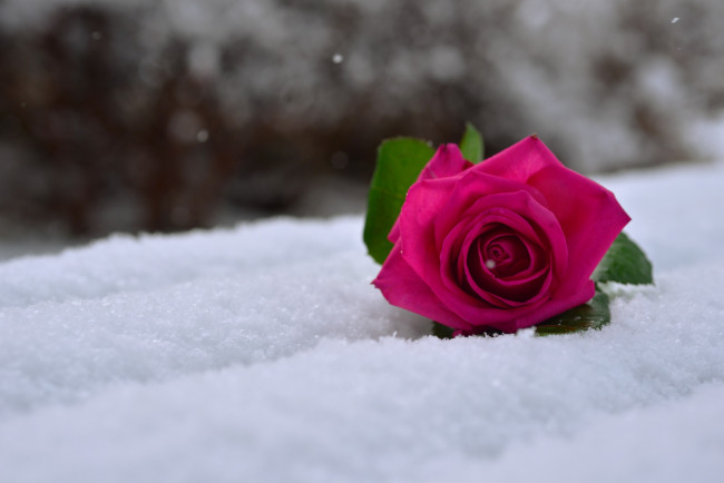 Обои картинки фото цветы, розы, роза, на, снегу, снег, макро