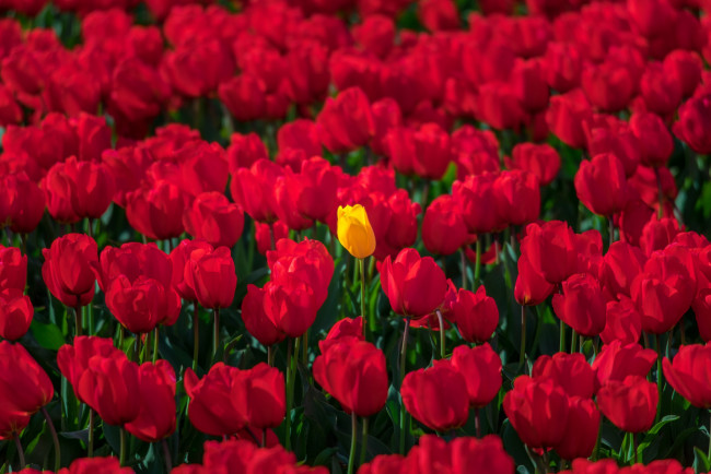 Обои картинки фото цветы, тюльпаны, жёлтый, тюльпан, красные, много