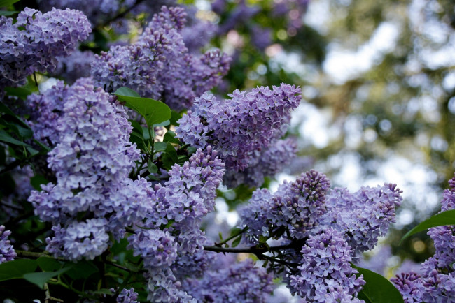 Обои картинки фото lilac, цветы, сирень, красота, дерево